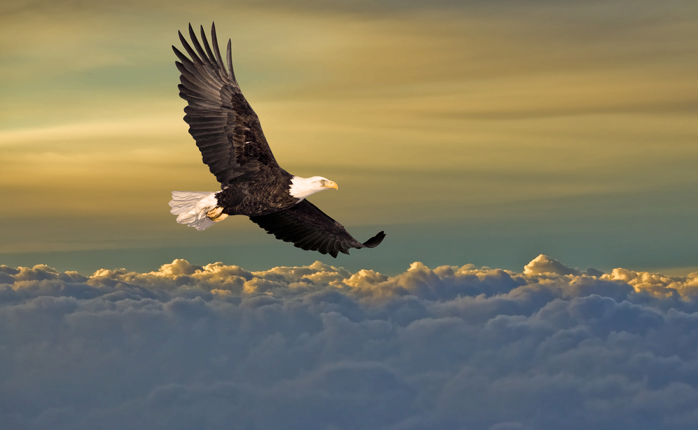 SOAR LIKE THE EAGLE